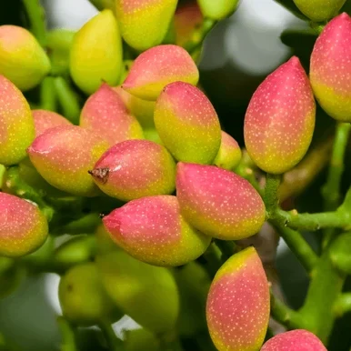 Cropped Photo Fresh Pistachios On Tree 600nw 2173368209