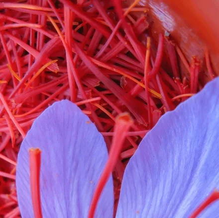 Cropped Taliouine Saffron Located On Souktana 600nw 2289826323
