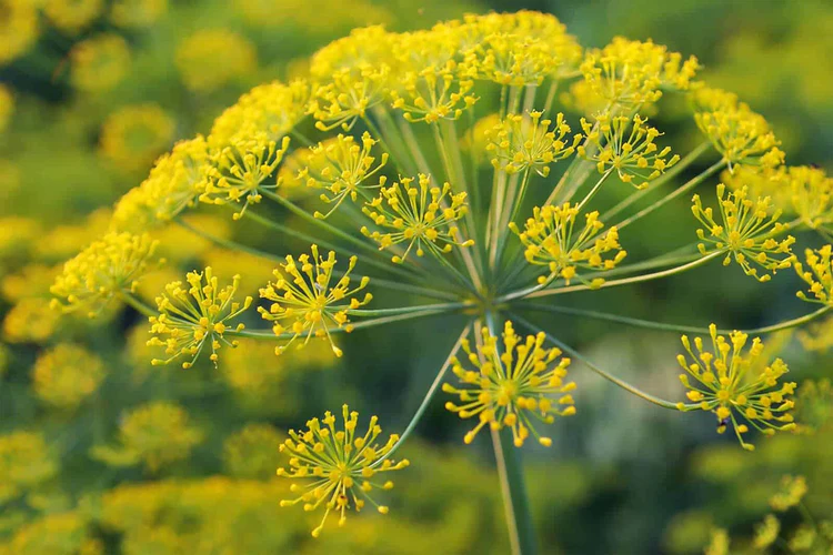 galbanum botanical 750x