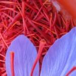 Home taliouine saffron located on souktana 600nw 2289826323