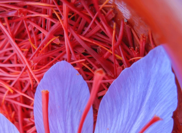taliouine saffron located on souktana 600nw 2289826323